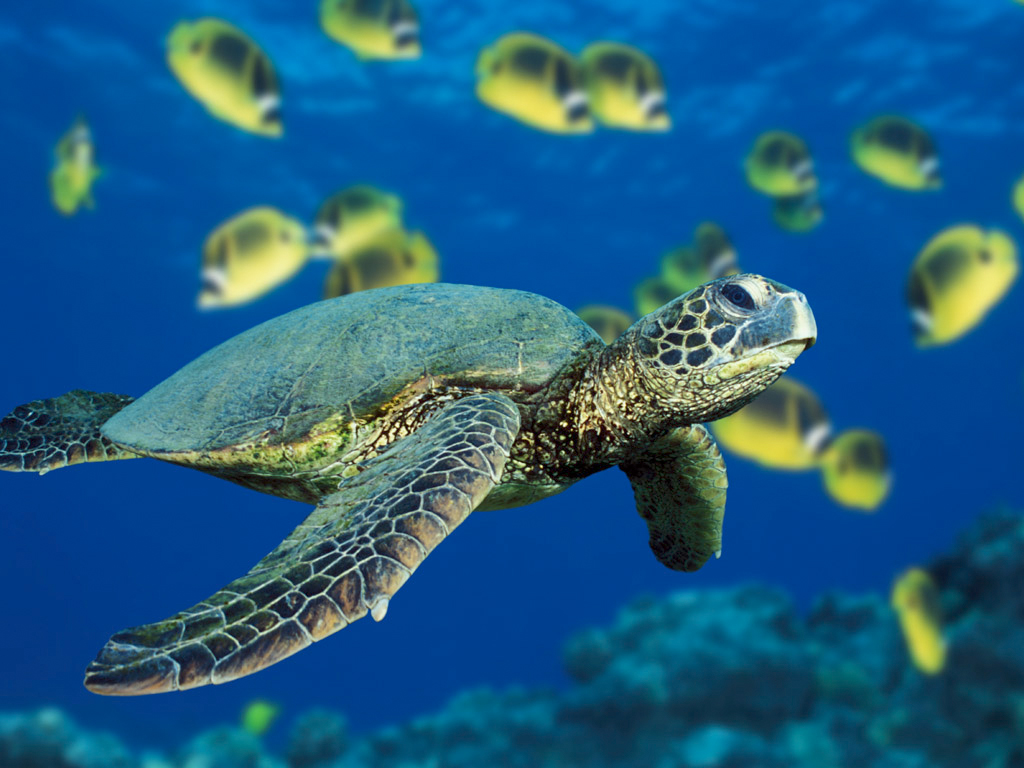 Green Sea Turtle-4266.jpg